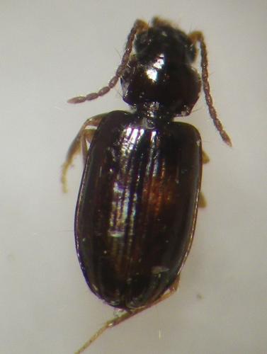 Réf. 253 061 : Tachys bistriatus